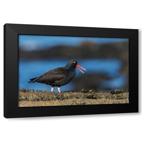Black Oystercatcher Calling Black Modern Wood Framed Art Print by Archer, Ken