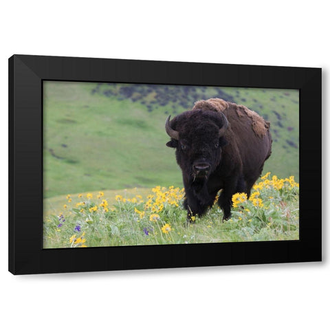 Bison-Balsa Root Blooms Black Modern Wood Framed Art Print by Archer, Ken