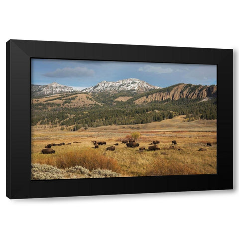 Bison in Lamar Valley-Yellowstone National Park Black Modern Wood Framed Art Print by Archer, Ken
