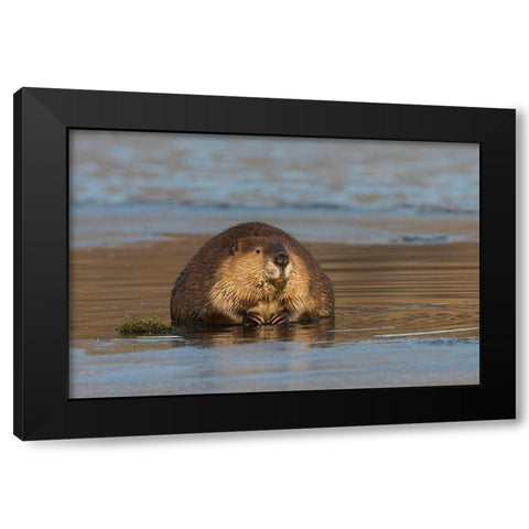 Beaver-foraging in early winter Black Modern Wood Framed Art Print with Double Matting by Archer, Ken