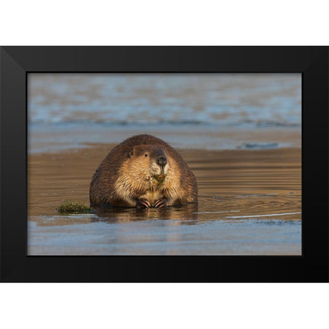Beaver-foraging in early winter Black Modern Wood Framed Art Print by Archer, Ken