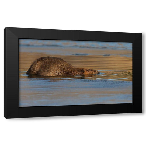 Beaver-late autumn ice pathway Black Modern Wood Framed Art Print by Archer, Ken