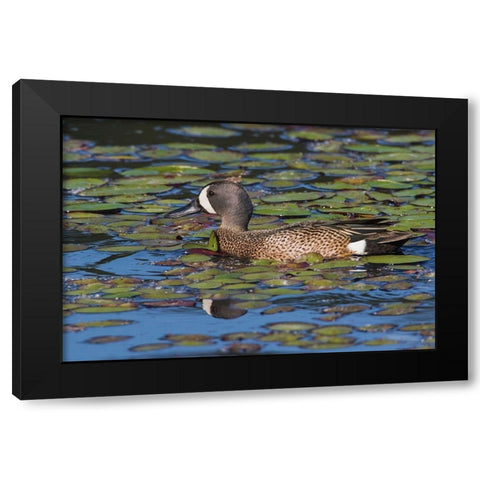 Blue-winged Teal Drake Black Modern Wood Framed Art Print by Archer, Ken