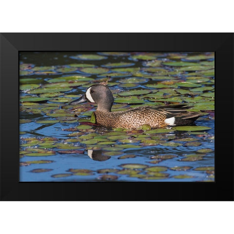 Blue-winged Teal Drake Black Modern Wood Framed Art Print by Archer, Ken