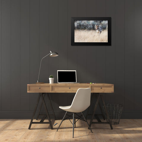 Coyote on the prowl for a meal Black Modern Wood Framed Art Print by Archer, Ken