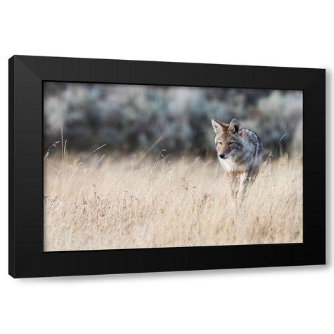 Coyote on the prowl for a meal Black Modern Wood Framed Art Print by Archer, Ken