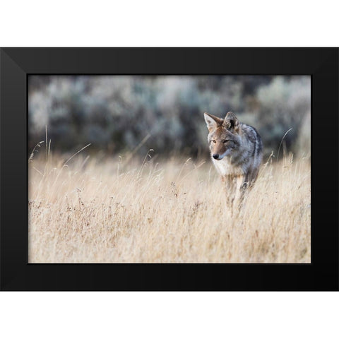 Coyote on the prowl for a meal Black Modern Wood Framed Art Print by Archer, Ken