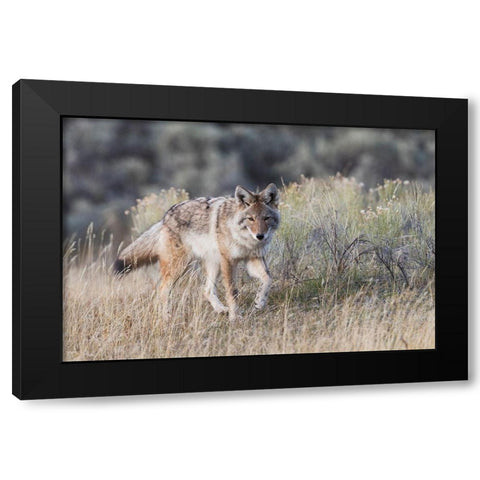 Coyote-stalking Black Modern Wood Framed Art Print by Archer, Ken