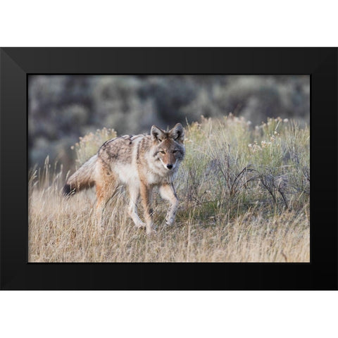 Coyote-stalking Black Modern Wood Framed Art Print by Archer, Ken