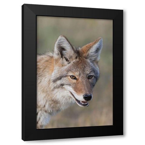 Coyote-Close-up Portrait Black Modern Wood Framed Art Print with Double Matting by Archer, Ken