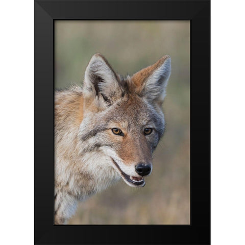 Coyote-Close-up Portrait Black Modern Wood Framed Art Print by Archer, Ken