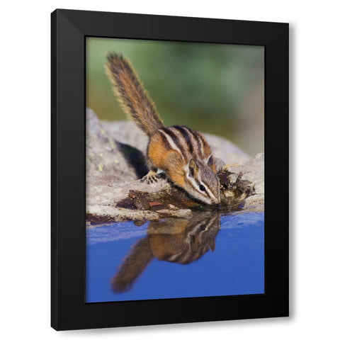 Townsends Chipmunk-summer time drink Black Modern Wood Framed Art Print by Archer, Ken