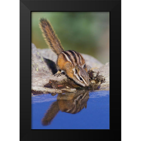 Townsends Chipmunk-summer time drink Black Modern Wood Framed Art Print by Archer, Ken