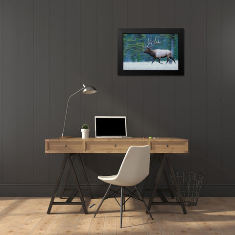 Bull Elk on the move Black Modern Wood Framed Art Print by Archer, Ken