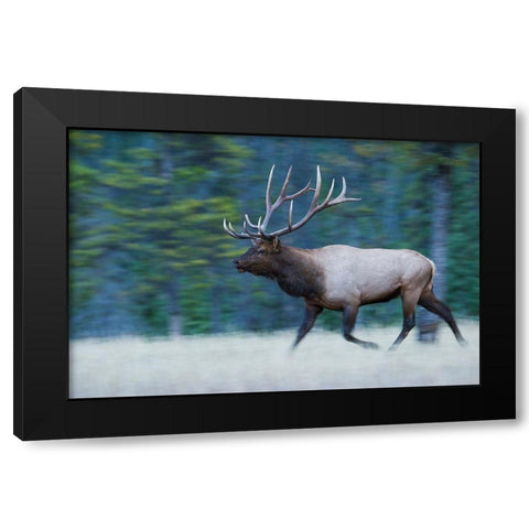 Bull Elk on the move Black Modern Wood Framed Art Print with Double Matting by Archer, Ken