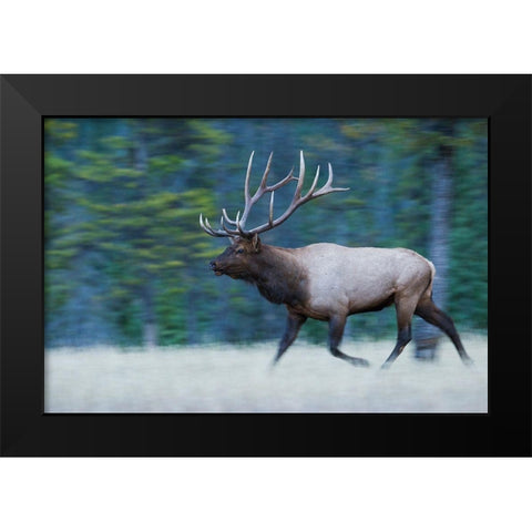 Bull Elk on the move Black Modern Wood Framed Art Print by Archer, Ken