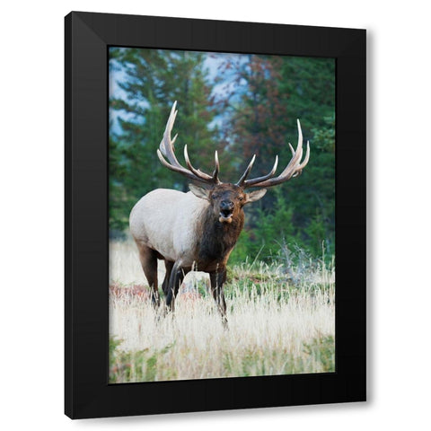 Bull Elk Bugling Black Modern Wood Framed Art Print by Archer, Ken