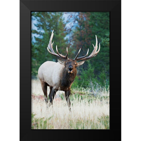 Bull Elk Bugling Black Modern Wood Framed Art Print by Archer, Ken