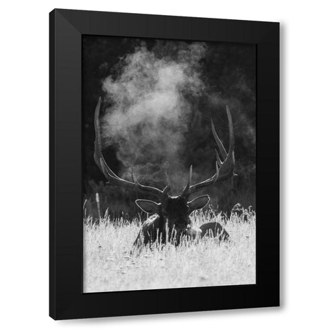 Rocky Mountain Bull Elk-bugling after effects Black Modern Wood Framed Art Print by Archer, Ken