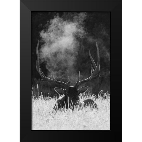 Rocky Mountain Bull Elk-bugling after effects Black Modern Wood Framed Art Print by Archer, Ken
