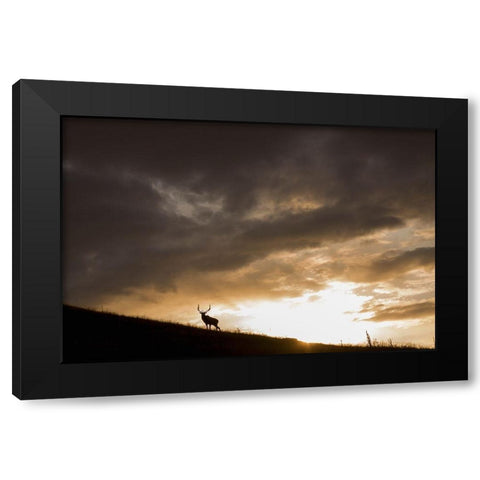 Bull Elk-sunset storm clouds Black Modern Wood Framed Art Print by Archer, Ken