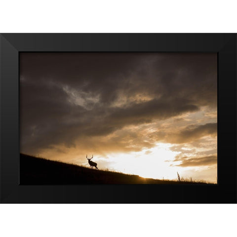 Bull Elk-sunset storm clouds Black Modern Wood Framed Art Print by Archer, Ken