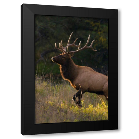 Bull Elk-last sunrays of the day Black Modern Wood Framed Art Print by Archer, Ken