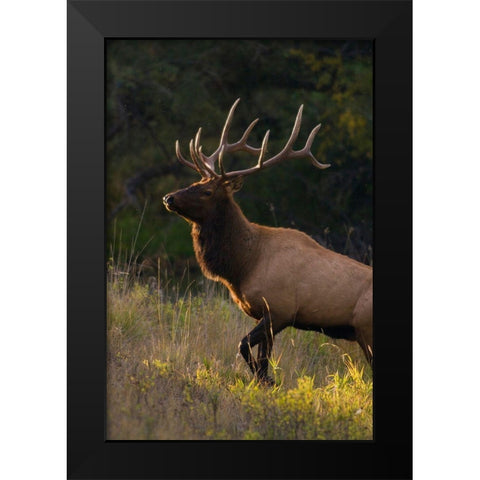 Bull Elk-last sunrays of the day Black Modern Wood Framed Art Print by Archer, Ken