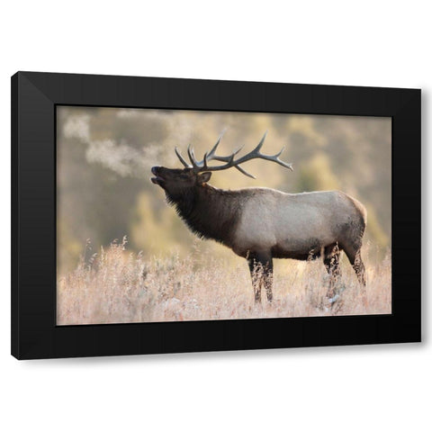 Bull Elk-Morning Breath Black Modern Wood Framed Art Print with Double Matting by Archer, Ken