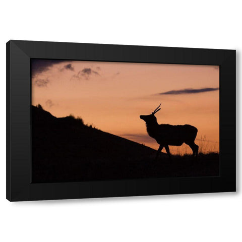 Young Bull Elk-Sunset Silhouette Black Modern Wood Framed Art Print by Archer, Ken