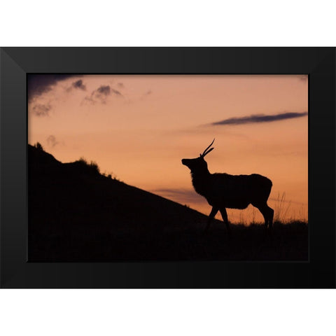 Young Bull Elk-Sunset Silhouette Black Modern Wood Framed Art Print by Archer, Ken