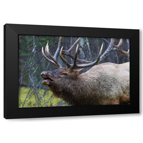 Bull Elk Fleming Black Modern Wood Framed Art Print by Archer, Ken