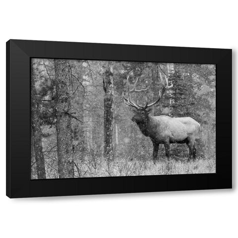Bull Elk-autumn snow Black Modern Wood Framed Art Print by Archer, Ken