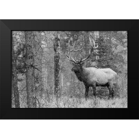 Bull Elk-autumn snow Black Modern Wood Framed Art Print by Archer, Ken