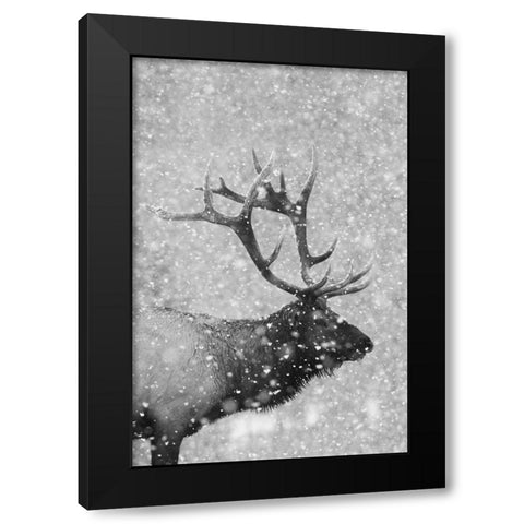 Bull Elk-Autumn Snow Black Modern Wood Framed Art Print by Archer, Ken