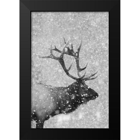 Bull Elk-Autumn Snow Black Modern Wood Framed Art Print by Archer, Ken