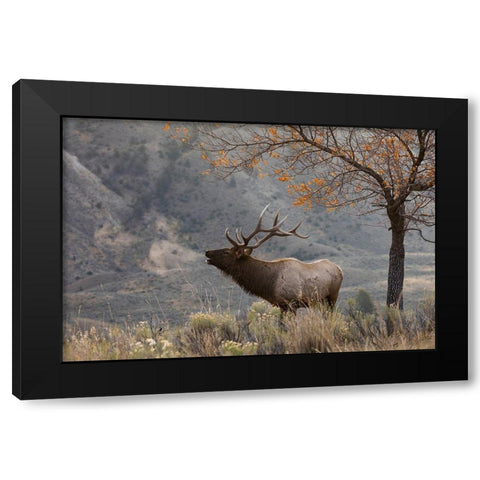 Bull Elk Bugling-morning song Black Modern Wood Framed Art Print with Double Matting by Archer, Ken