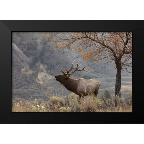 Bull Elk Bugling-morning song Black Modern Wood Framed Art Print by Archer, Ken