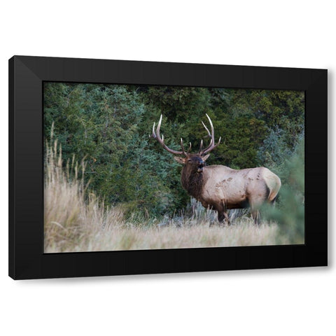 Bull Elk Bugling Black Modern Wood Framed Art Print by Archer, Ken