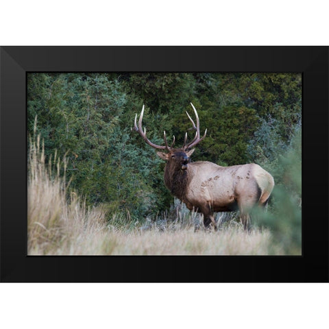 Bull Elk Bugling Black Modern Wood Framed Art Print by Archer, Ken