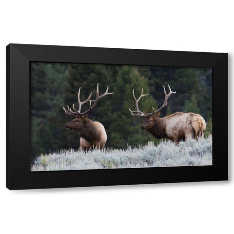 Mature Elk Bulls sizing one another up Black Modern Wood Framed Art Print by Archer, Ken
