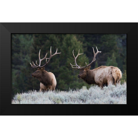 Mature Elk Bulls sizing one another up Black Modern Wood Framed Art Print by Archer, Ken