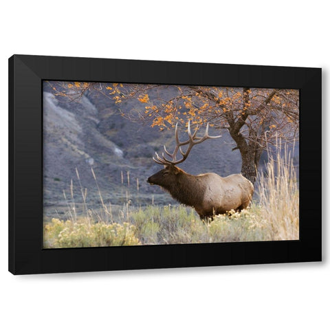 Rocky Mountain Bull Elk-Autumn Morning Black Modern Wood Framed Art Print with Double Matting by Archer, Ken