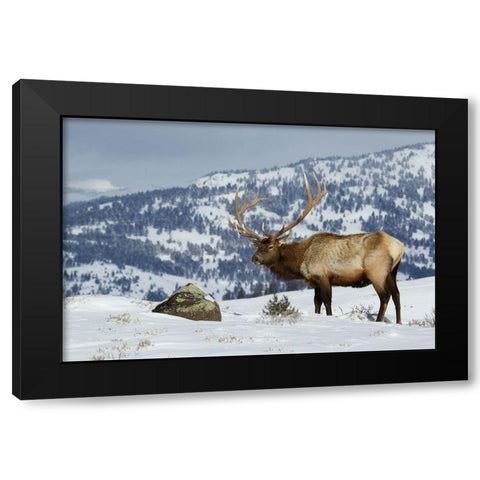 Bull Elk-Winter in the Rockies Black Modern Wood Framed Art Print by Archer, Ken