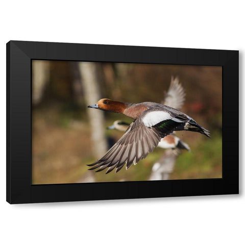 Eurasian Wigeon taking Flight Black Modern Wood Framed Art Print by Archer, Ken