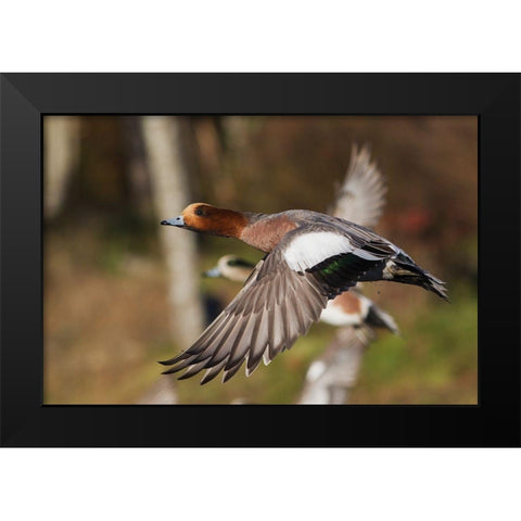 Eurasian Wigeon taking Flight Black Modern Wood Framed Art Print by Archer, Ken