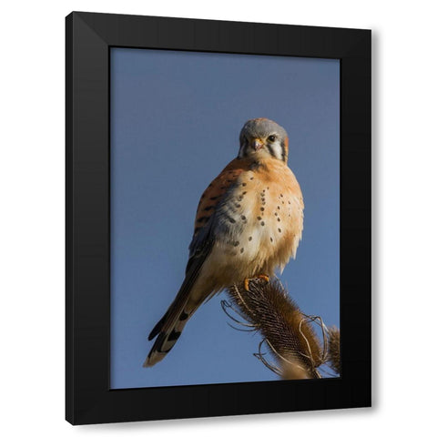 American Kestrel (male) Black Modern Wood Framed Art Print with Double Matting by Archer, Ken