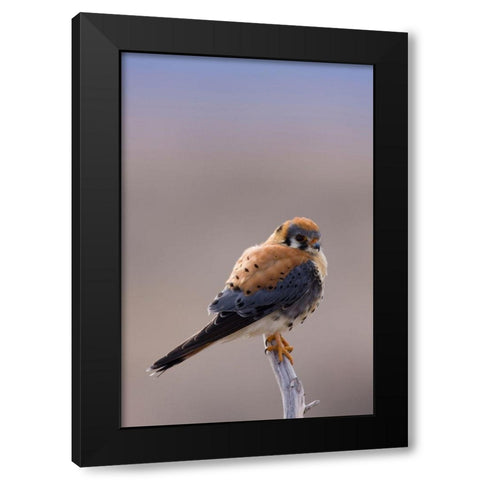 American Kestrel Black Modern Wood Framed Art Print with Double Matting by Archer, Ken