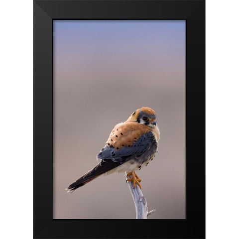 American Kestrel Black Modern Wood Framed Art Print by Archer, Ken