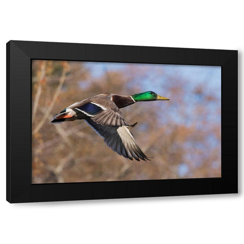 Autumn Mallard Black Modern Wood Framed Art Print by Archer, Ken